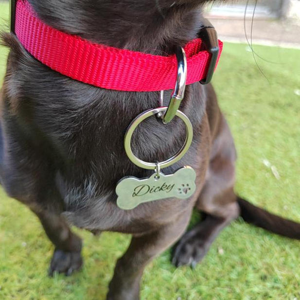 Médaillon chien Dicky Blacksoulcreations-nos-medaillons-grave-pour-chien