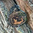 blacksoulcreations-decorations-bois-citrouille-halloween-pierres-naturelles