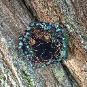 blacksoulcreations-decoration-bois-grenouille-magique-pierres-naturelles